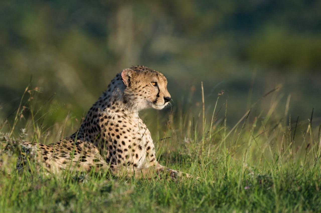 Taasa Lodge Serengeti Ngoại thất bức ảnh