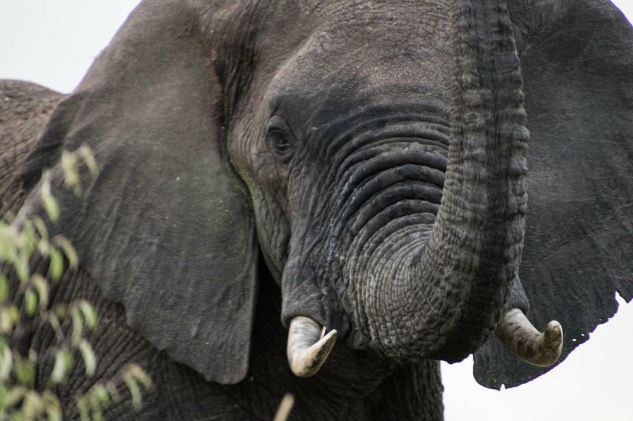 Taasa Lodge Serengeti Ngoại thất bức ảnh