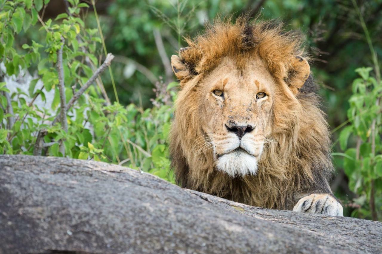 Taasa Lodge Serengeti Ngoại thất bức ảnh