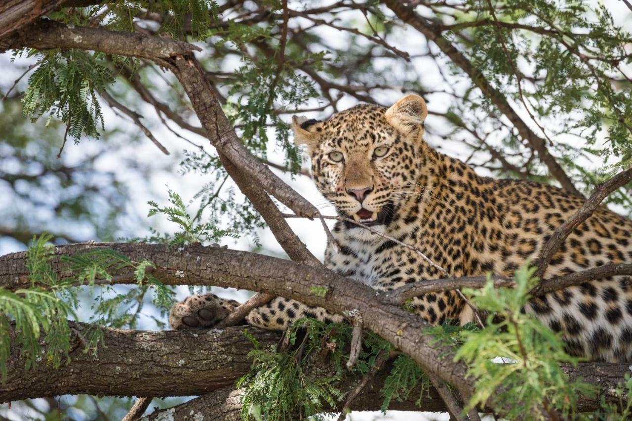 Taasa Lodge Serengeti Ngoại thất bức ảnh